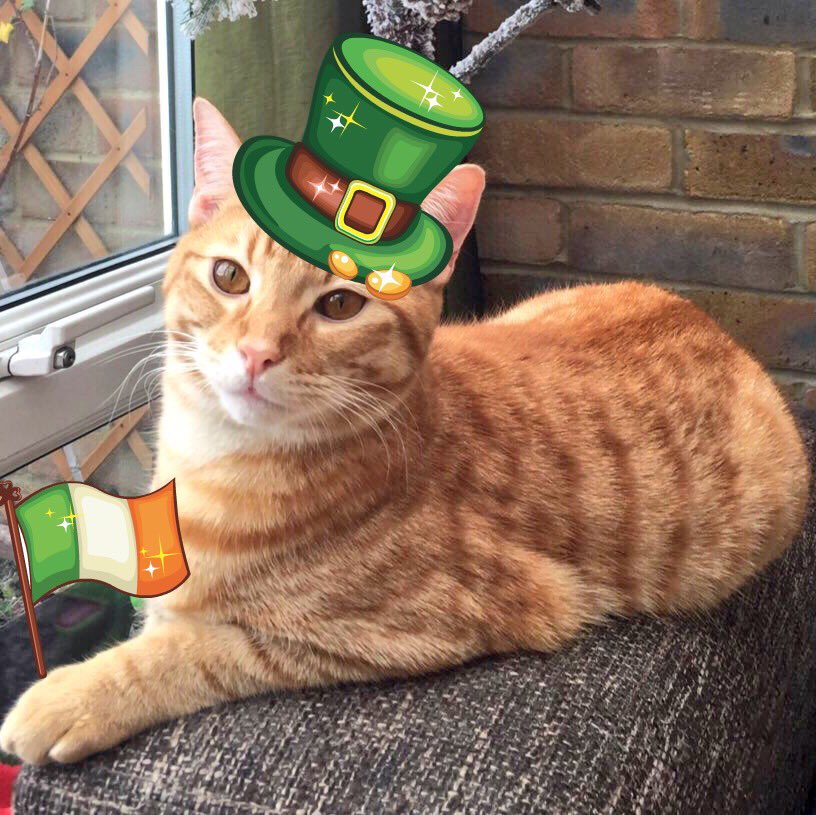 What a meowvellous #Caturday.

It's #StPatricksDay, my Human's sister's birthday and England play Ireland in rugby #NatWest6Nations
#ENGvIRE

It doesn't get better than that 😽

Have a terrific day efurryone.

May your blessings be many and your troubles be few.