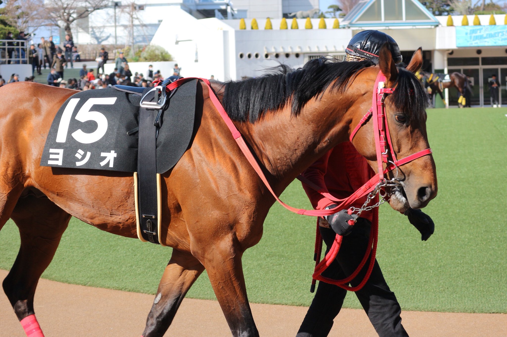 Uzivatel Jra Fun Na Twitteru 中山10rに ヨシオ ヨシオさんのお馬さんだからヨシオ 友だちにヨシオくんがいたら教えてあげてね うまび ヨシオ T Co Y1fcy7txgr Twitter