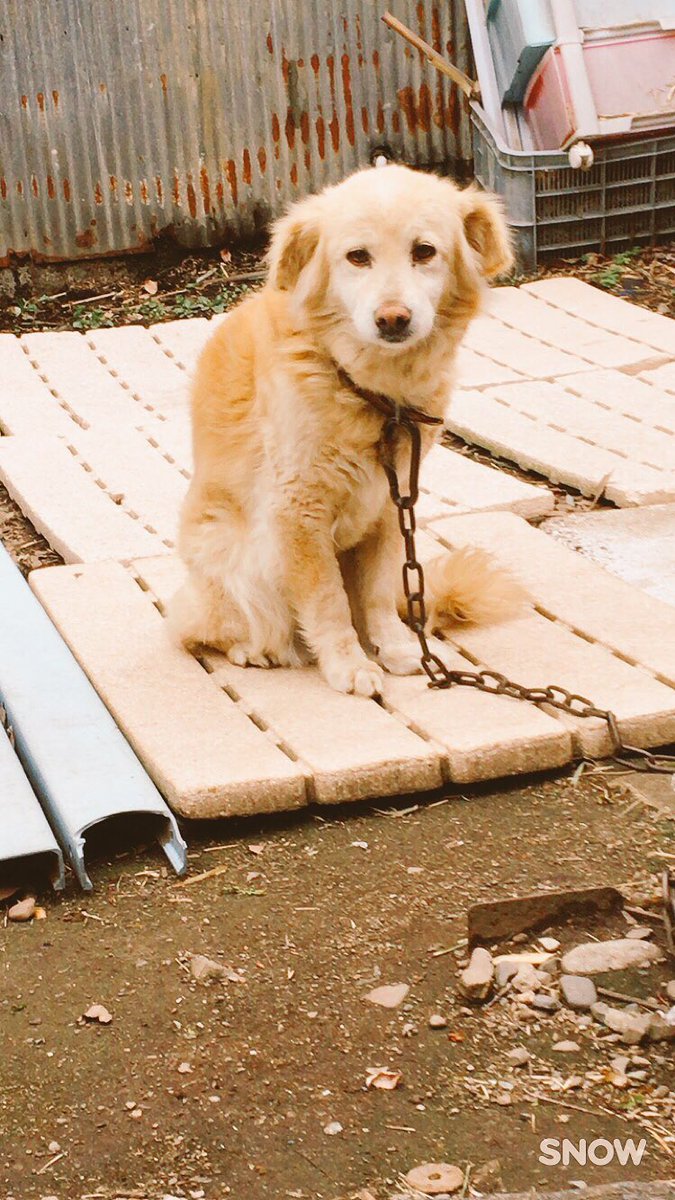 33sedorittk's tweet photo. マロン最後までちゃんと見守れなくてごめん。。

  15年間そばにいてくれてありがとう。
 ずっと忘れない。 
 書きたいこと山ほどあるけど
  辛いのでやめます。

 天国でも元気でね🐶 https://t.co/vreBlf7VNi