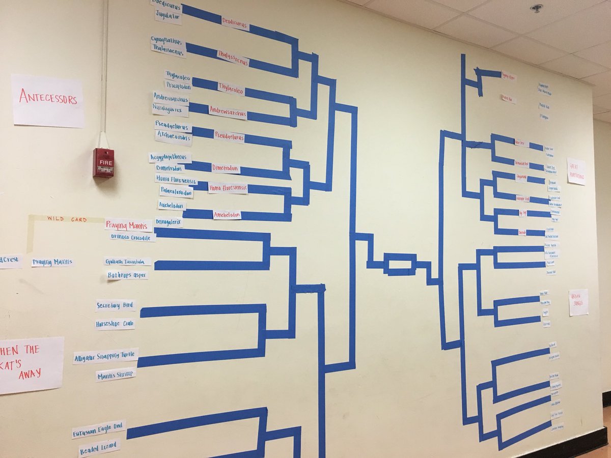 emilylysaght's tweet photo. First winners for March Mammal Madness have been released. #MMM2018 https://t.co/oqsdoaxYdp