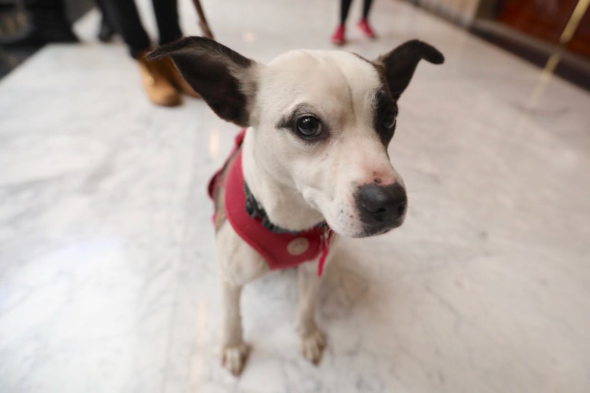 GobCDMX's tweet photo. ¿Te gustaría adoptar a un animal de compañía? En el Centro de Transferencia Canina del @MetroCDMX 78 de éstos han encontrado un hogar. Entérate >> https://t.co/p6MTXuIqbO https://t.co/cKTUWmJl26