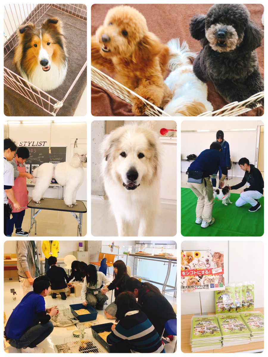専門学校 ちば愛犬動物フラワー学園 Twitterissa 中村学園 オープンキャンパススペシャル開催中です 午後の部は13時からなので予約なしの参加も大歓迎 かわいい動物たちとお待ちしています ちば愛犬 オープンキャンパス 専門学校 ちば愛犬動物フラワー学園 Twitterissa 中村学園 オープンキャンパススペシャル開催中です 午後の部は13時からなので予約なしの参加も大歓迎 かわいい動物たちとお待ちしています ちば愛犬 オープンキャンパス