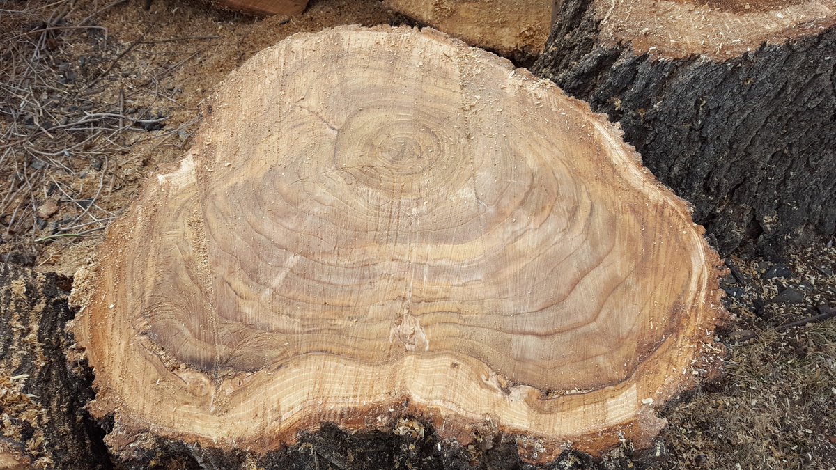 Timber #treefalling