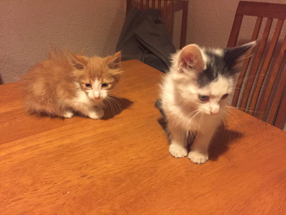 Hola. Hoy dejaron abandonados a estos dos hermosos gatitos en el jardín de mi casa. Yo creo que deben tener alrededor de un mes, son muy pequeños. Por el momento yo los estoy cuidando pero necesito darlos en adopción ya que tengo 3 gatitas más. Por favor ayúdeme a difundir.