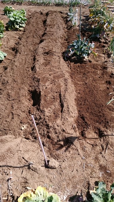 とりあえず大根と春菊を植えました
あとはオクラとモロヘイヤを今度植えよう 