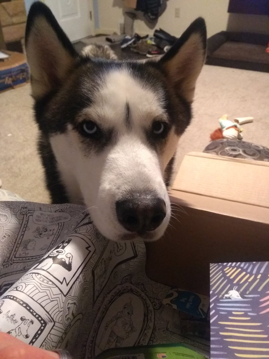 BatDogBogie's tweet photo. The toys were fun and all, but I sense a rascally rabbit and it smells delicious. @barkbox #FineArts https://t.co/FFVPN2Tr6y