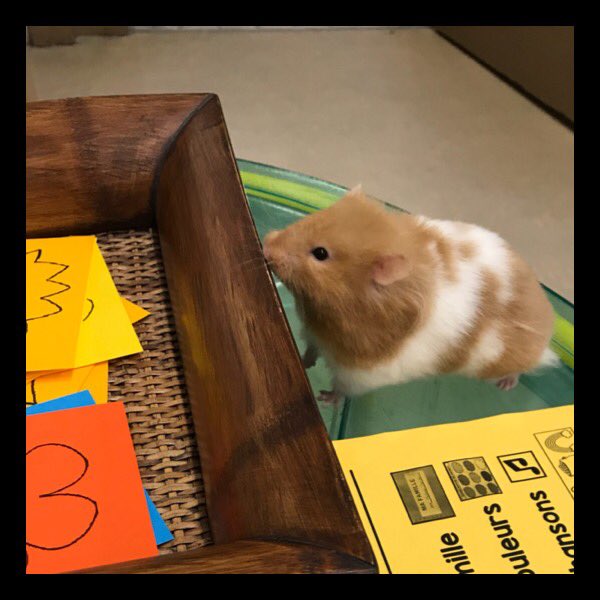 Mme_Sheridan's tweet photo. Hammy est sortir pour les conferences... Hammy showed up for conferences, too! @LuxtonSchool https://t.co/XyOQoGAScF