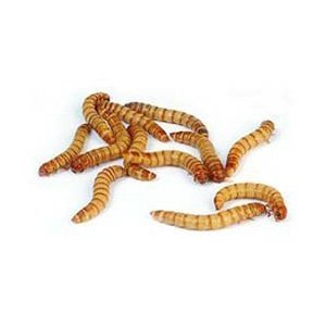 GCMealworms's tweet photo. Learn How To Raise Mealworms - A Complete Guide
https://t.co/PyqQmnmfjB    #mealworms  #farming  #reptiles #chickens https://t.co/bWRWdMUMsP