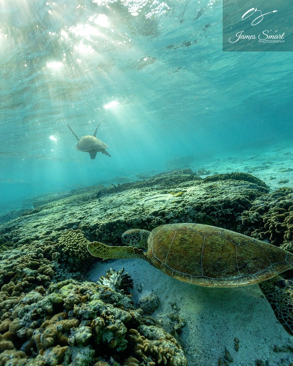 FOLLOW THE LEADER
Lady Elliot Island | Australia 🇦🇺
#nature #travel #turtles #canonaustralia #underwater #wildlife
#ladyelliotisland