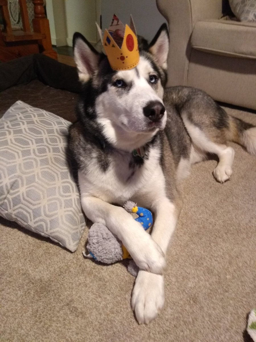BatDogBogie's tweet photo. Sure @UMBC may make @marchmadness history, but we all know that huskies are still better than retrievers... Right @AWalk_Husky &amp; @UConnHuskies? #HuskiesRuleOtherDogsDrool #MarchMadness https://t.co/0q92MNkzIb
