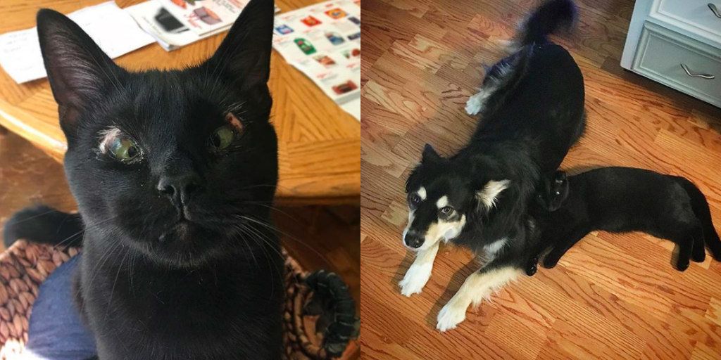 dodo's tweet photo. Inky, a kitten born without eyelids, found the best brother to help him grow up 😻 https://t.co/Ax6YRj8gCG https://t.co/Ny47y3KINh