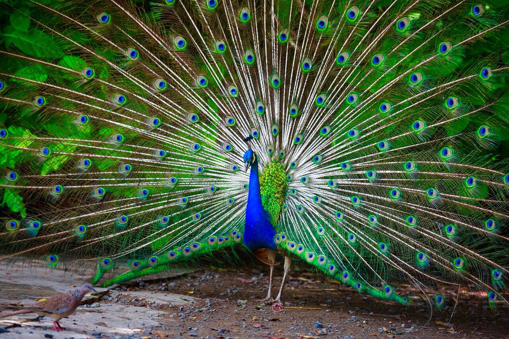 可愛い カッコイイ 動物画像 Twitterren 美しい孔雀の画像をお楽しみ下さい 動物画像 孔雀 鳥