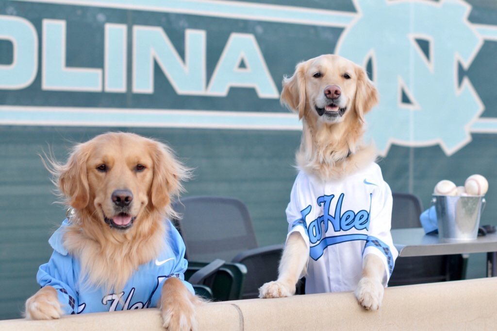 tvippolis's tweet photo. UNC fans before vs UNC fans now 

LETS GO RETRIEVERS https://t.co/uWO40H7gtv