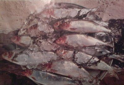 Playasmares's tweet photo. 🐟ARENQUES: EL ARENQUE FRESCO Y EL AHUMADO🐟
https://t.co/8zqfzRg9gf
#Arenques
#ArenqueFresco
#ArenqueAhumado https://t.co/o2DrFUXDt8