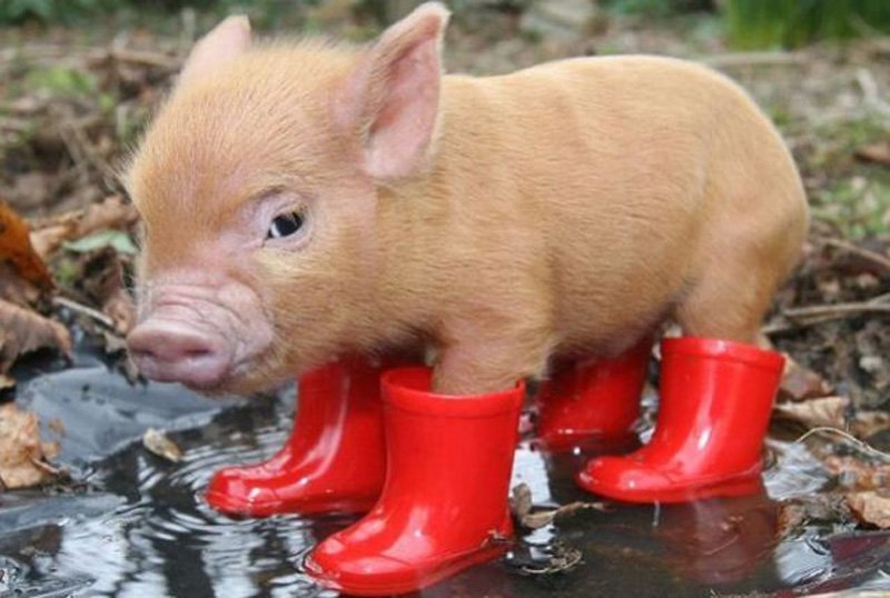 actorofunova's tweet photo. @hoeinhoenn Little Piglet Does Not Like the Rain https://t.co/IOBfBKJD2R