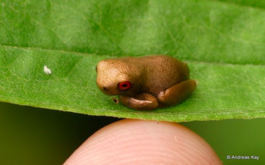 Greenpeace's tweet image. In case anyone needed reminding why we should protect our forests, meet this tiny, tiny frog that lives in the Amazon 💚 #natureisawesome act.gp/2FPs9mY