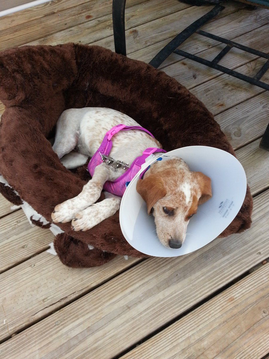 MyFosterBabies's tweet photo. Most babies with her injuries would have been put down. She has a fractured pelvis and broken front foot. CAS is taking care of her medical needs and placed her in a great foster home to heal.
#CharlestonAnimalSociety #Tobysfund #adoptdontshop #spayandneuter #amazonwishlist https://t.co/NSLfoj1zUc