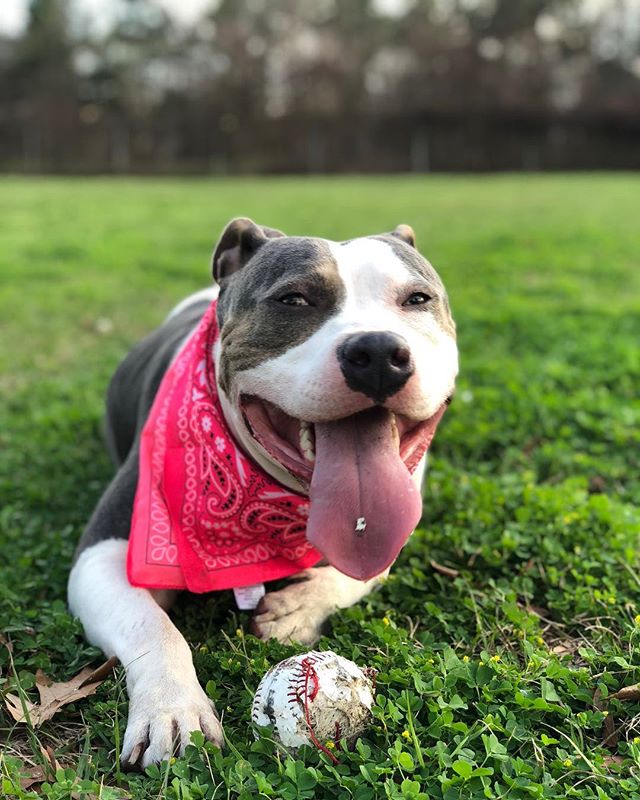 americanbully4's tweet photo. American Bully pocket learn more ? ---> https://t.co/mEzdxwjY7w
“Put me in coach!” #americanbully #baseball⚾️ #prettinpink #catcher 📷: @bully.envy (from instagram) https://t.co/j4FayEhaJE