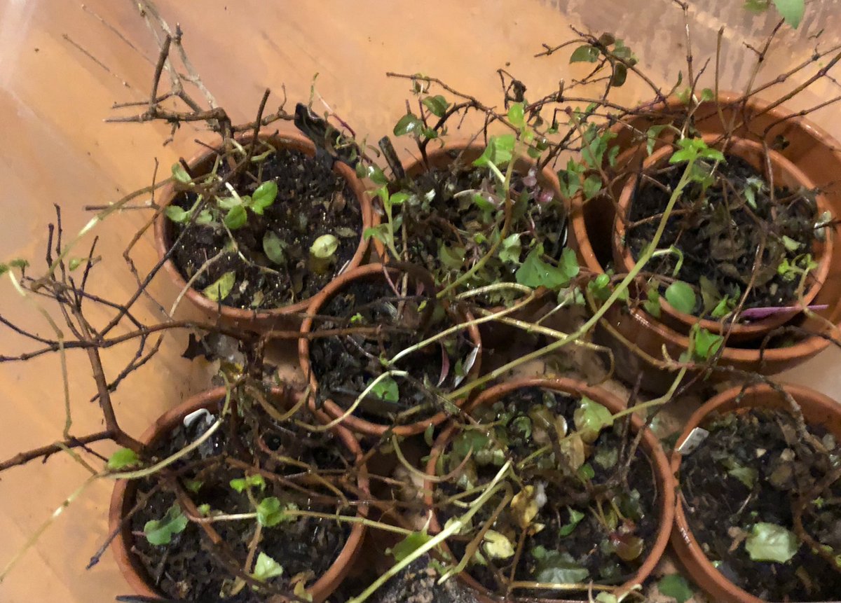 kimy5469's tweet photo. “They've thrilled us, horrified us & given us hope for a brighter future...” The Fuchsia! Right now in Kansas #TheRealStory #OKFT #FuchsiaFriday Stay tuned to see their progress. https://t.co/fcwklRyIqa
