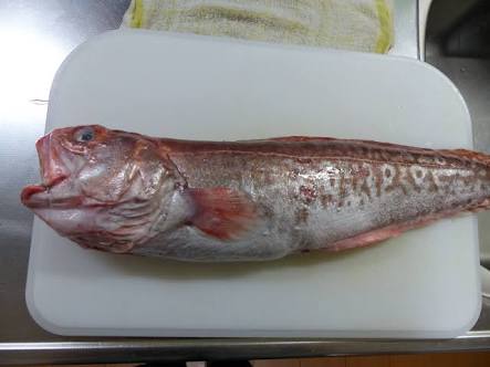 𝐾𝑦𝑎𝑏𝑒𝑡𝑠𝑢 ヨロイイタチウオ 広島ではメンタイといいます 全国的にはメンタイ といえば 明太子のスケトウダラなんですが 広島ではなぜかこれがメンタイです しかし くそうまいです フライなんかにしたらたぶん白身魚のなかで最高です