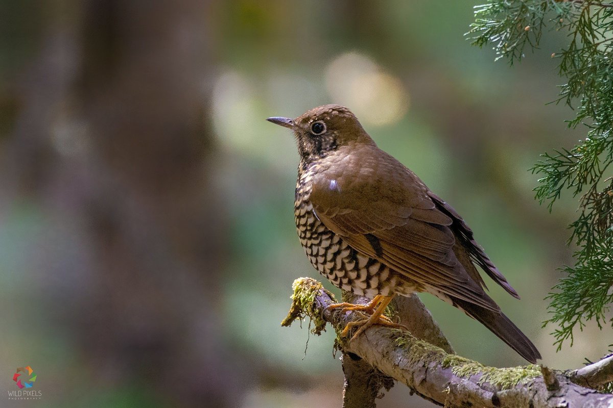 wild_pixels's tweet photo. Alpine Thrush (Zoothera mollissima)
Vinayak, Uttarakhand
Feb 13th, 2018

@SanctuaryAsia @HBWAlive @Avibase @orientbirdclub @SaevusWildlife #alpinethrush #wildpixels https://t.co/oOmgGx066g