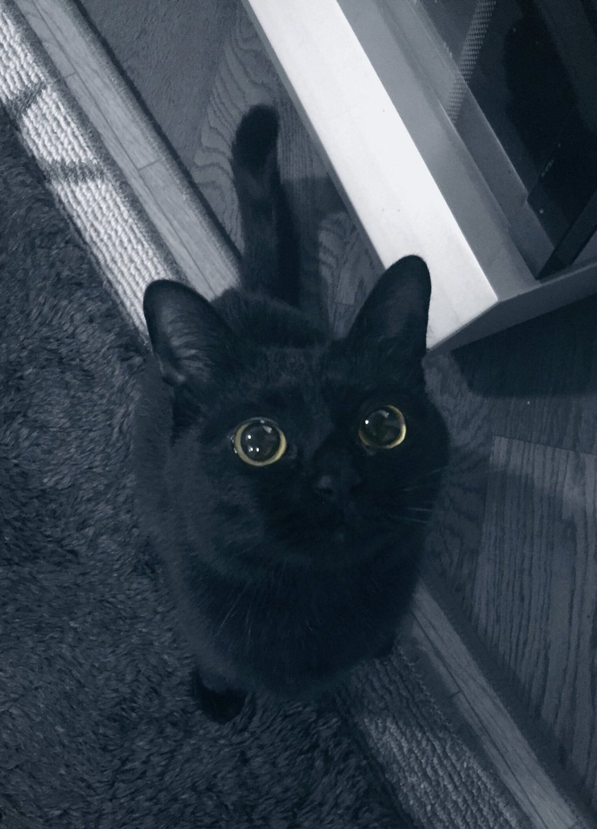 黒猫くくと三毛むぎ Nez 9090 Twitter 黒猫くくと三毛むぎ Nez 9090 Twitter