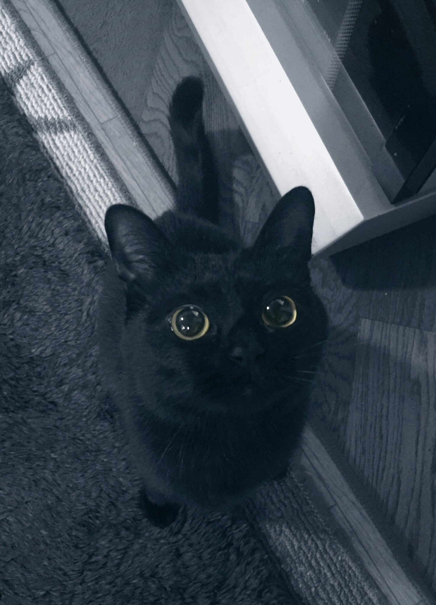 黒猫くくと三毛むぎ (@nez_9090) / X