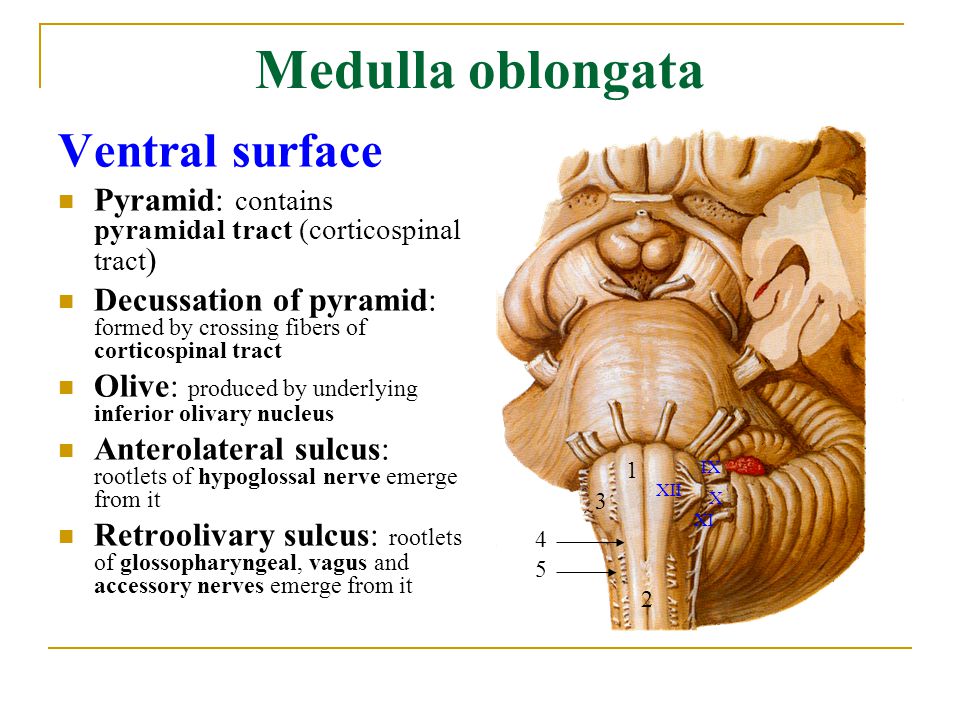 Medulla oblongata