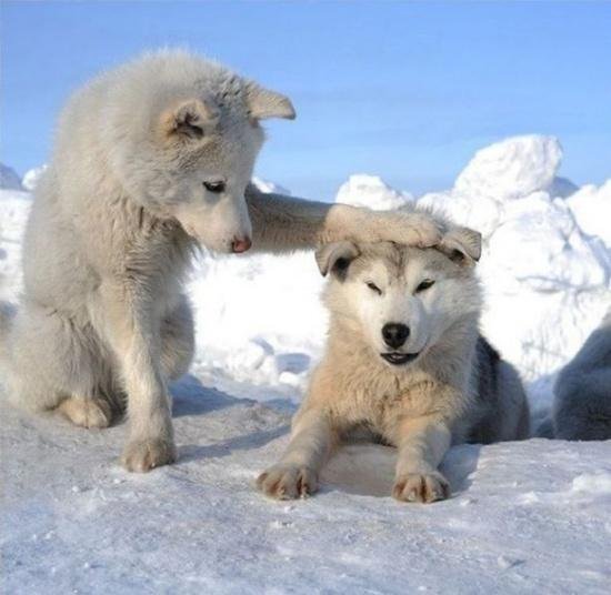 かわいいペット かわいい 動物 どうぶつ ホッキョクオオカミの子ども かわいいペット かわいい 動物 どうぶつ ホッキョクオオカミの子ども