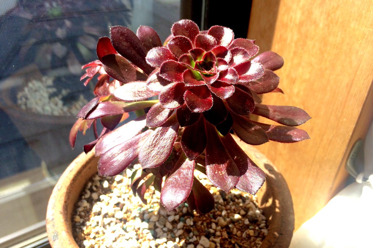 ときめく多肉植物図鑑 ときめく多肉植物図鑑