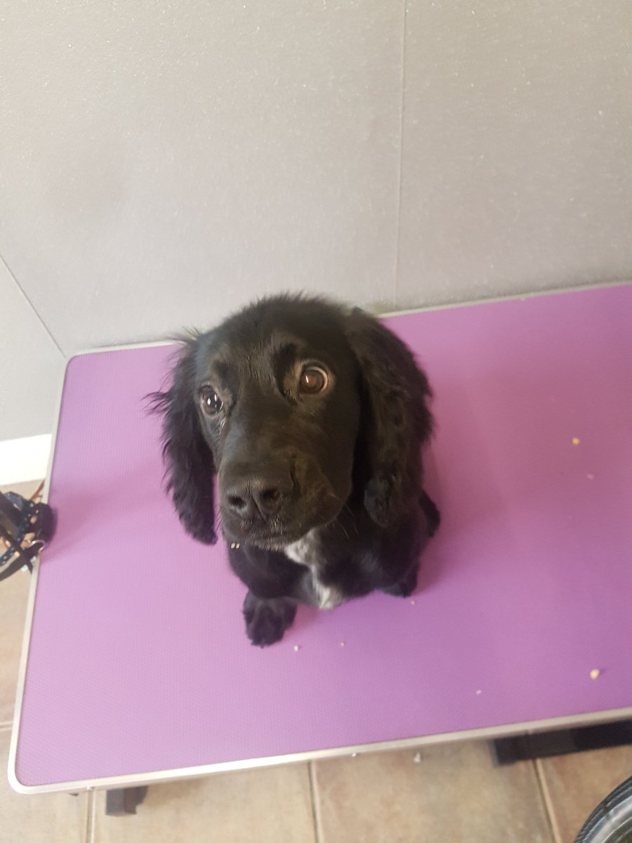 samcopetspa's tweet photo. SAMCO PET SPA 
St Asaph
LL17 0RD
07468463396 https://t.co/rLyJVD0hgL