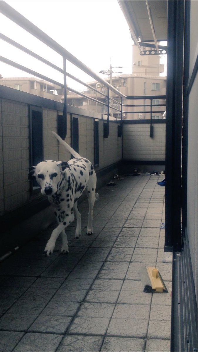 くらんべりー (@i_am_cranberry_) on Twitter photo 