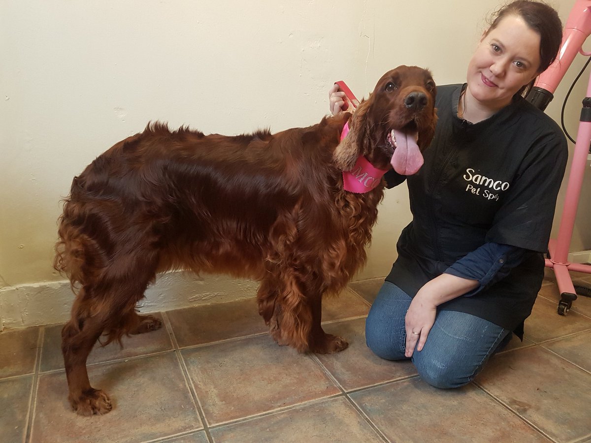samcopetspa's tweet photo. SAMCO PET SPA 
St Asaph
LL17 0RD
07468463396 https://t.co/Ni1ikmfKjH