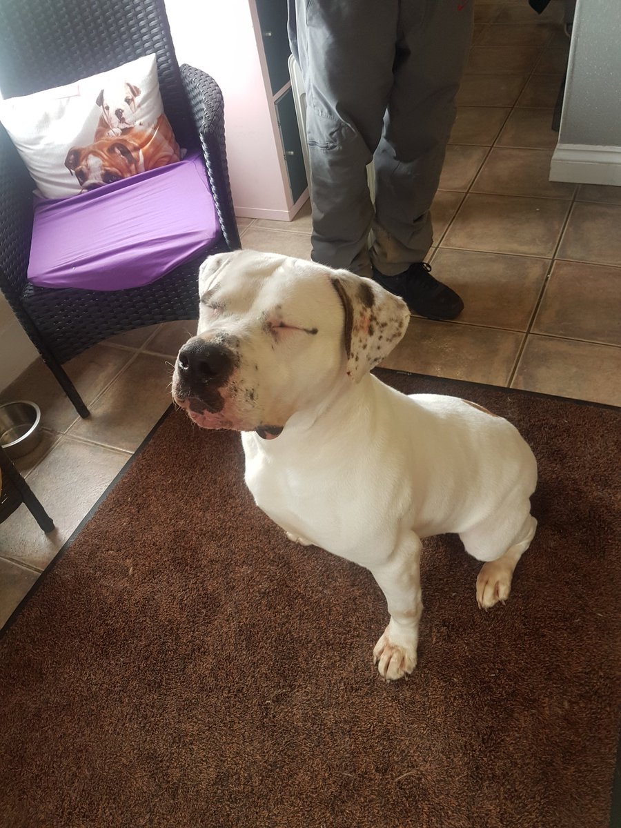 samcopetspa's tweet photo. SAMCO PET SPA 
St Asaph
LL17 0RD
07468463396

All spa treatments done now for a nap lol https://t.co/uZfj7wIYiw