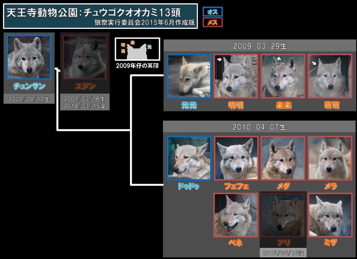 天王寺動物園のチュウゴクオオカミは11頭となってしまいましたが，2002