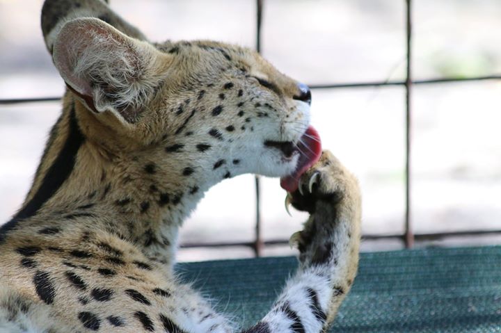 Big Cat Rescue tweet media