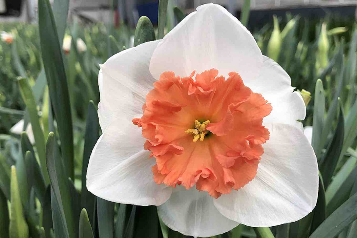 Deze week in de #schijnwerpers Narcissus Precocious van de W.F. Leenen. En bekijk ook even het filmpje bij dit artikel. Een prachtig kijkje in het kwekersbedrijf. bit.ly/2FQzAuc <a href="/wfleenen/">WF LEENEN</a> #narcis #narcissus #voorjaar #lente #kweker #florapodium