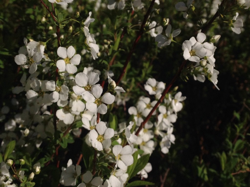 都立代々木公園 Twitterren 枝いっぱいに小さな白い花を咲かせるユキヤナギが咲き始めています 雪という響きから冬の花 と思ってしまいますが ギンヨウアカシア ミモザ やサクラと一緒に咲く春の花です 花言葉は 小さく可憐な白い花から 愛らしさ 原宿門を