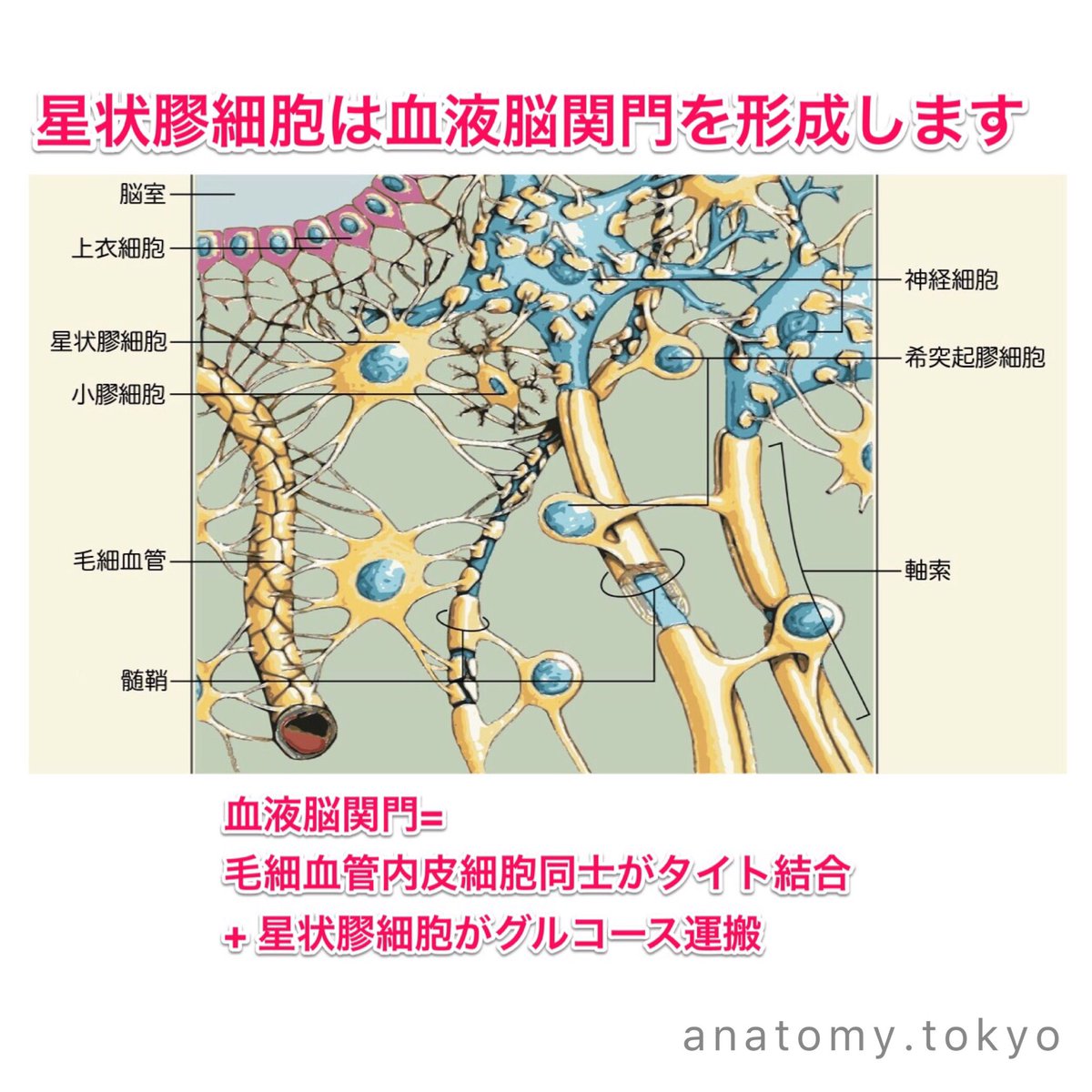 Receptor