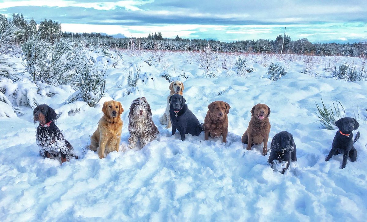 alfiewoofwoof's tweet photo. Please let it be today we #FindBramble
We are all best dog buds who love to go for walks and treks in and around #Inverness Scotland. One of our buds got very lost 8 days ago. We miss her so much. Thank you to everyone still searching for Bramble. https://t.co/T64slXwR8T