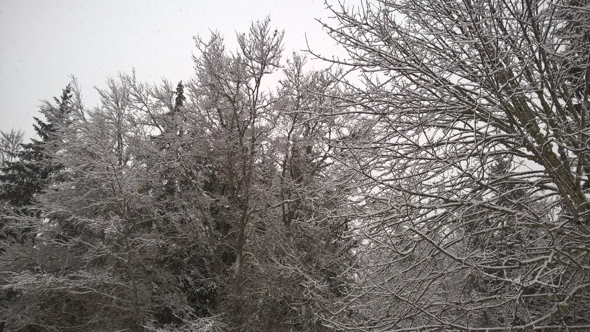Et une petite couche de fraîche sur un manteau encore bien fourni!!
15cm attendu d'ici ce soir sur les pistes de Lans en Vercors. 

#cherryonthecake 🍒🍒 #ski