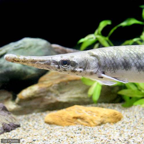 チャーム公式 ガー科の魚が4月1日より 特定外来生物 に指定 アクアライフ 4月号 T Co Zdf5b84fjn では 飼育許可の申請手続きがわかりやすく掲載されています これからも飼育を続けていくためにしっかり確認しましょう ガー チャーム公式 ガー科の魚が4月1日より 特定外来生物 に指定 アクアライフ 4月号 T Co Zdf5b84fjn では 飼育許可の申請手続きがわかりやすく掲載されています これからも飼育を続けていくためにしっかり確認しましょう ガー