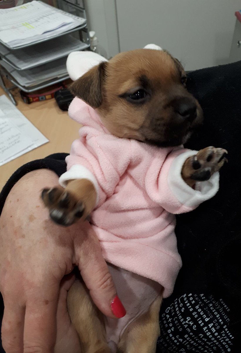 protemataro's tweet photo. Los dos recogidos en contenedores de basuras en dias y zonas distintos . Ahora en acogida con nodrizas a la espera de adopción #AbandonoAnimal #voluntariado #Cachorros https://t.co/PWkfdQv1Af