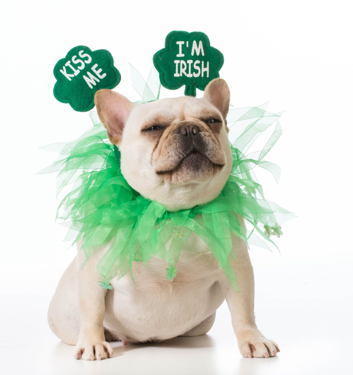 akcdoglovers's tweet photo. Happy St. Patrick's Day! #StPatricksDay #FrenchBulldog https://t.co/yf8MJpRfSf