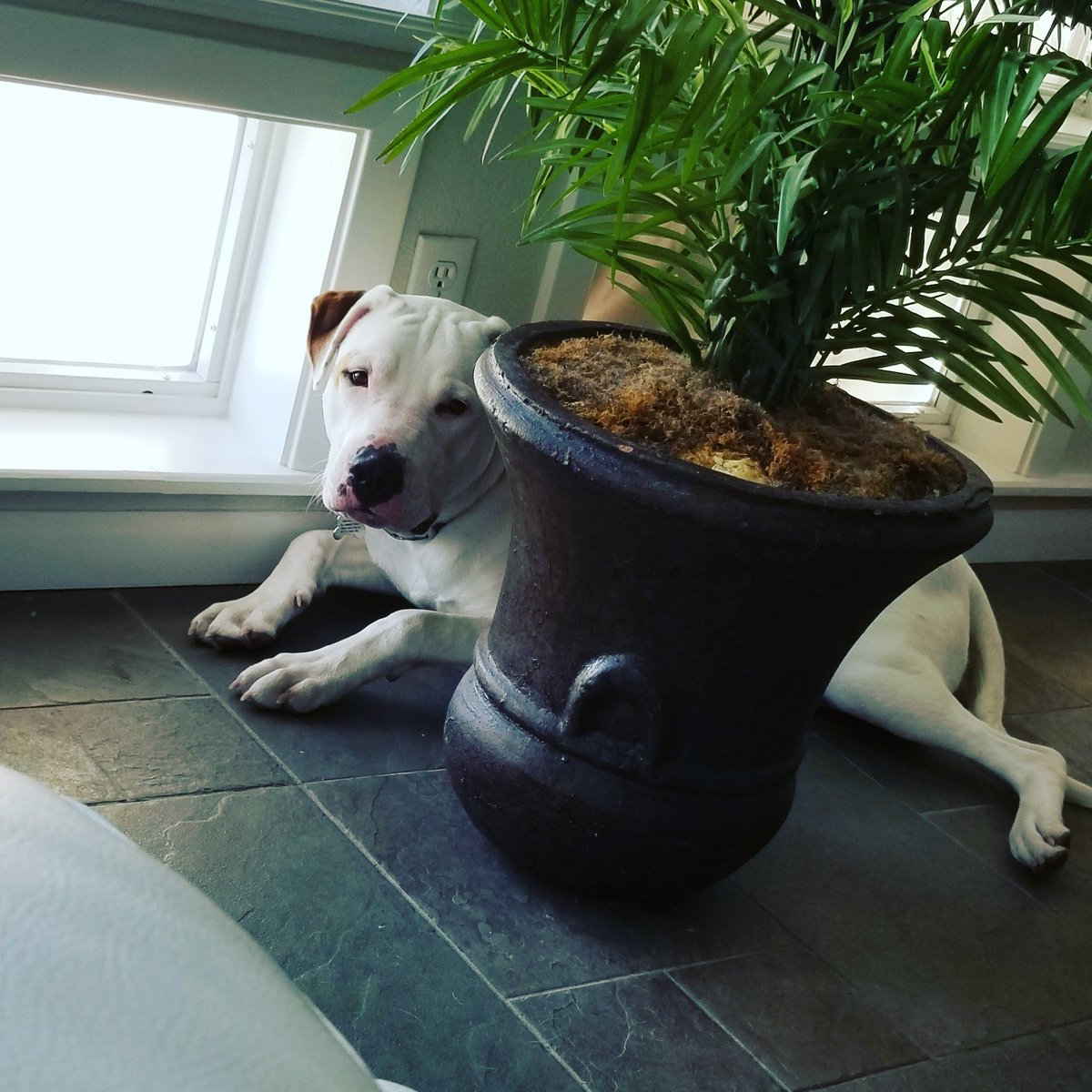Pawsomepetsit's tweet photo. Wrigley would like to know if this tree makes him look fat? Haha #bullybreeds #adoptdontshop #pitbullsofinstagram #fluffy #dogs #dogsoftwitter #doggieshenanigans https://t.co/0IZ3JuYMPT
