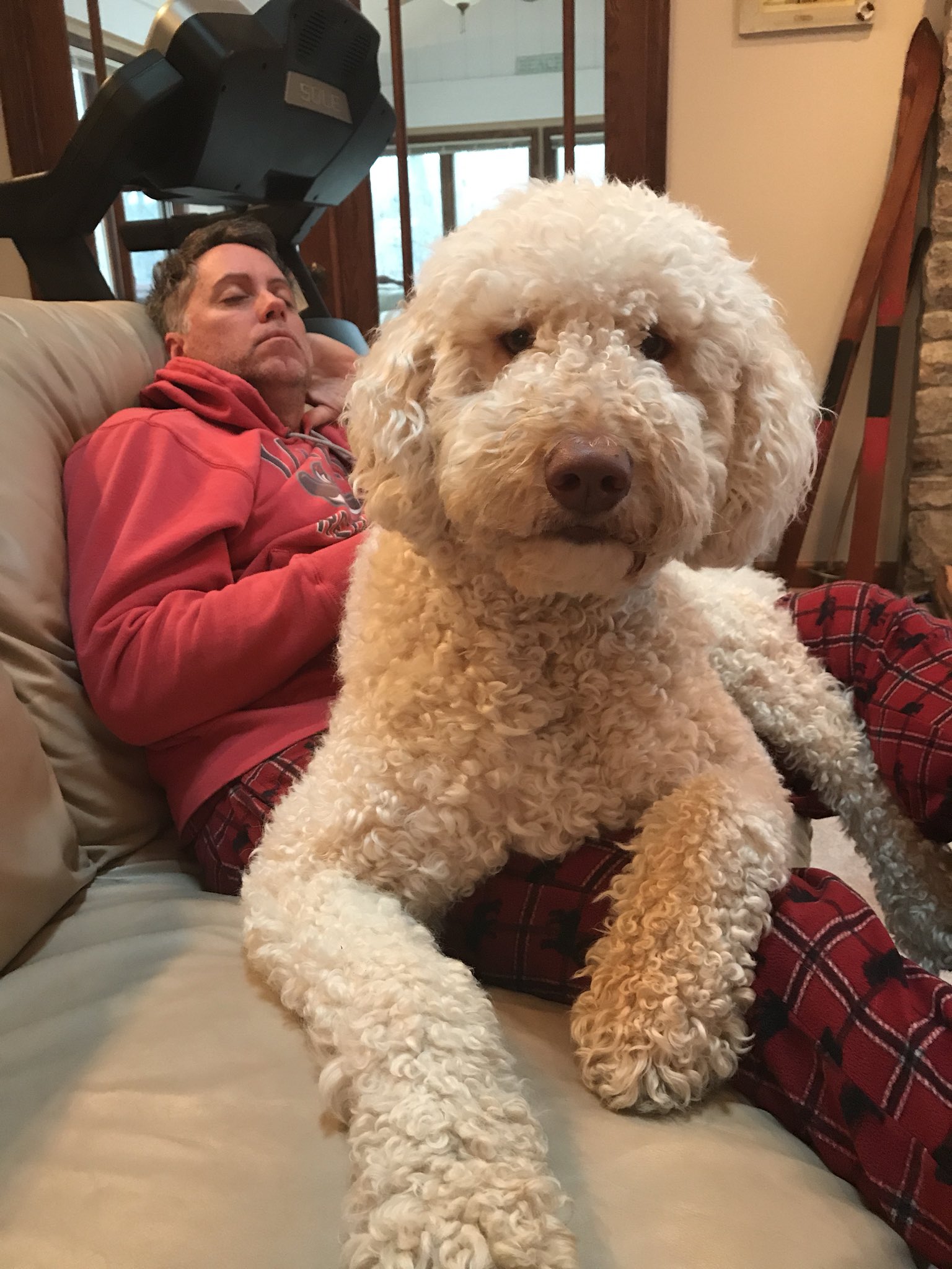 Do Goldendoodles Like To Cuddle