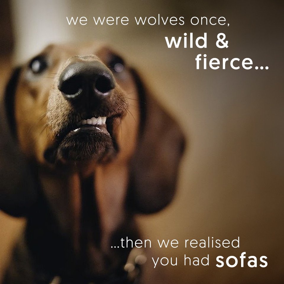 the_lounge_co's tweet image. Hands up if your dog has a bigger share of the sofa than you? Well, when they're that cute you can't really complain... Shop Sofas: goo.gl/4Y25Xf #sofadog