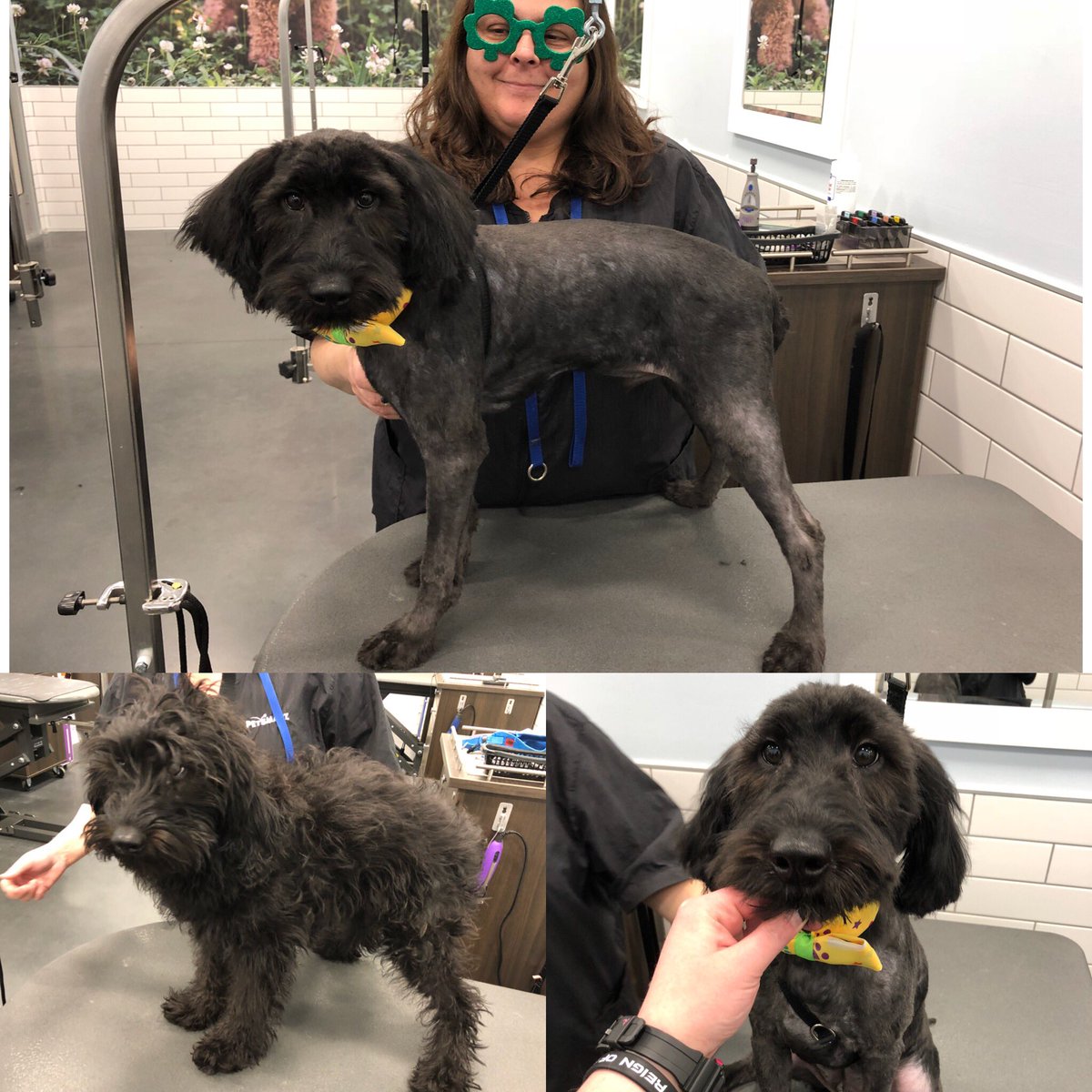 Jax 🐾 Stylist: Linette T. #northeastgrooming #extrememakeover #longisland #2702 @LauraG_DAT