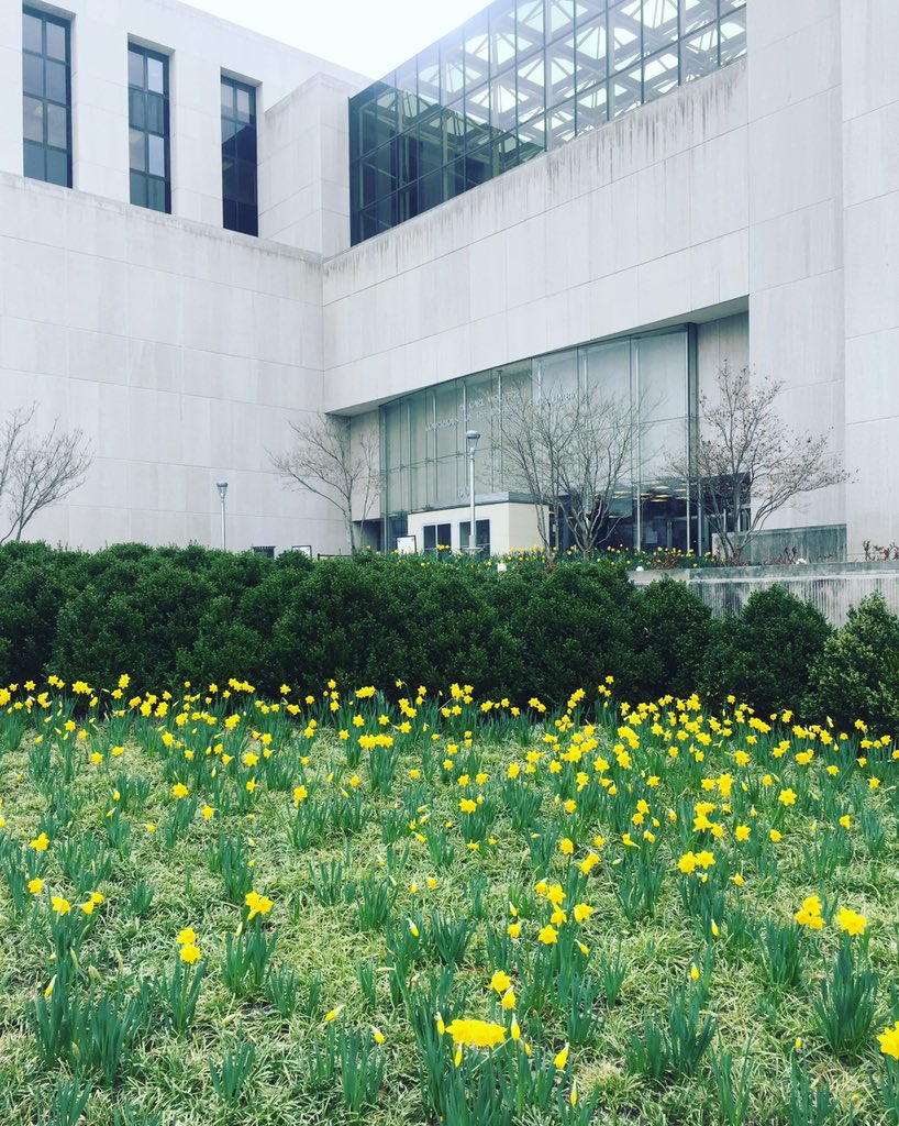 DC_Bar's tweet photo. Lovely display of daffodils in front of the courthouse on this #stpatricksday morning. We're excited to spend the day with DC residents at #DCBarCommunities annual Youth Law Fair. #RallyvsRiot https://t.co/dQelY3pD50