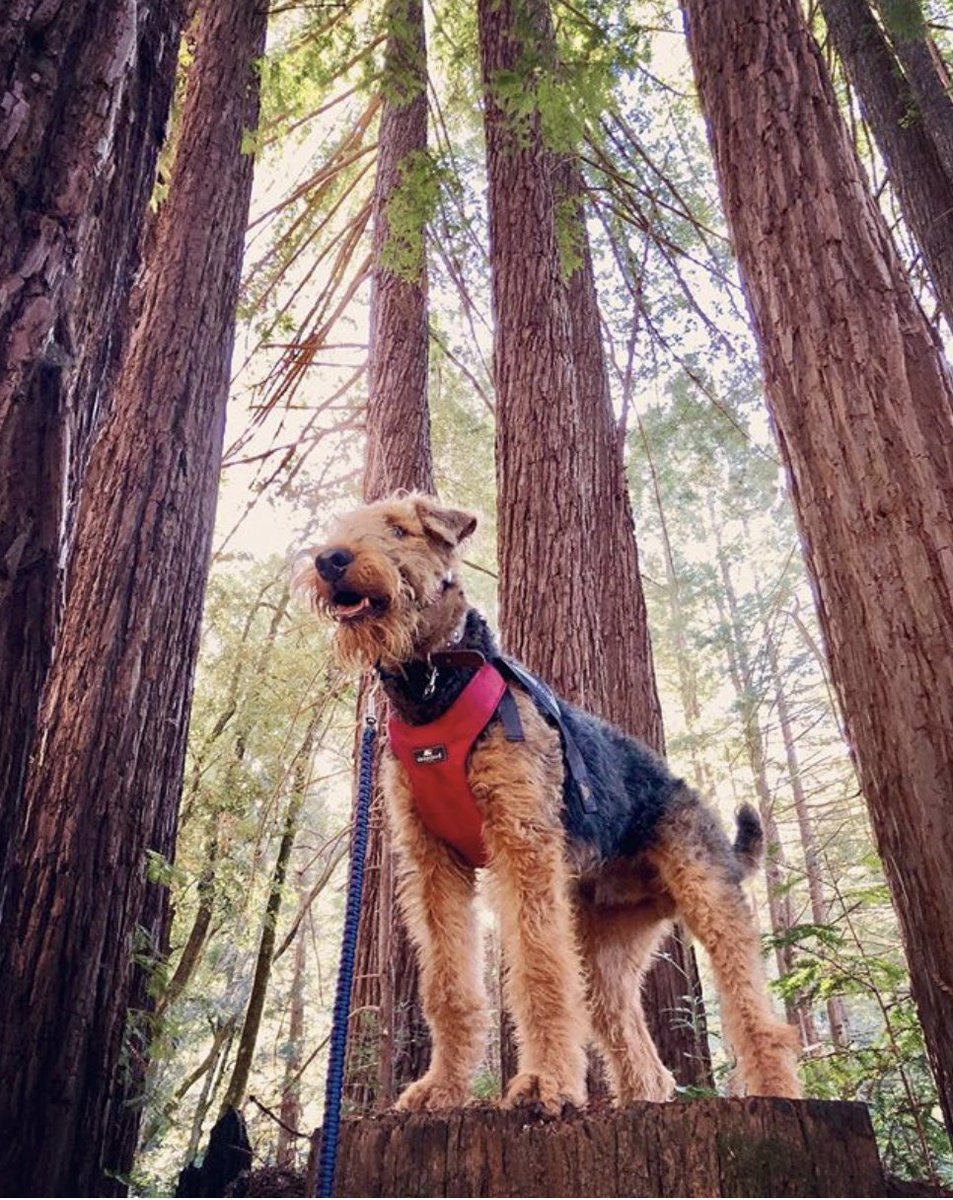 sleepypod's tweet photo. King of the redwoods! This striking photo of Archie the Airedale was taken while on a hike at Henry Cowell Redwoods State Park.
- photo courtesy of @ archie.the.airedale (Instagram)
#kingoftheterriers #sleepypod #clickitsport #safetravels https://t.co/h7Qum0RpFB
